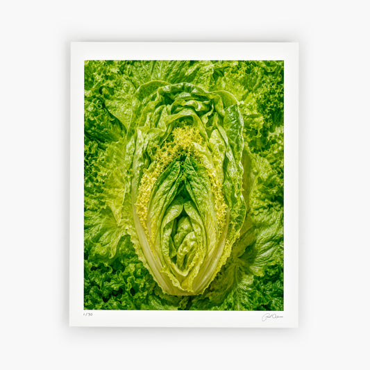 🥬 TENDERHEART — split lettuce