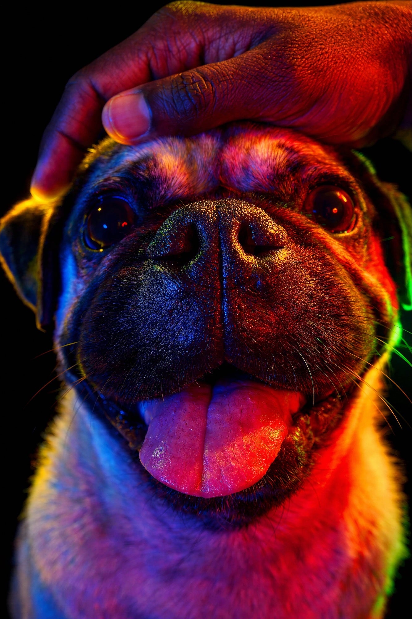 🌈 Rainbow Portraits by Paul Octavious