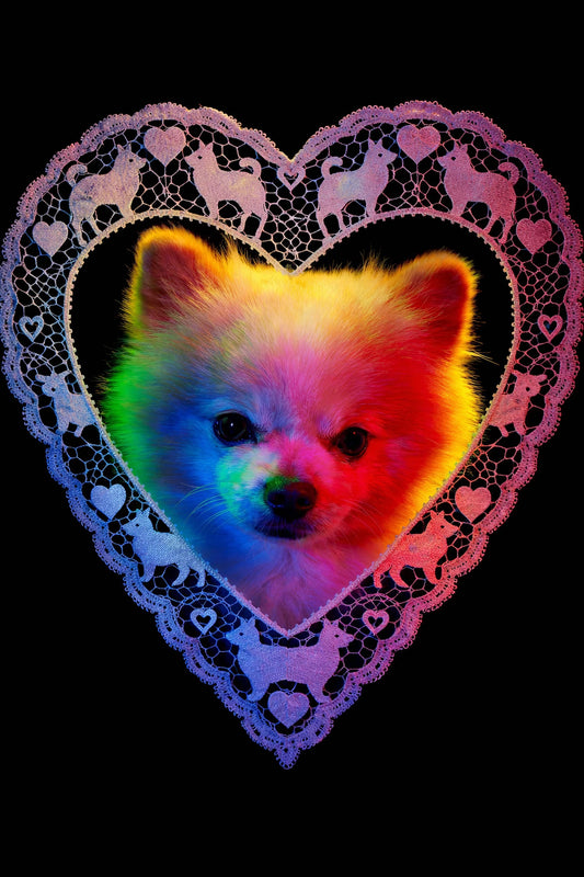 Pet Technicolor - Chicago Portrait Sessions