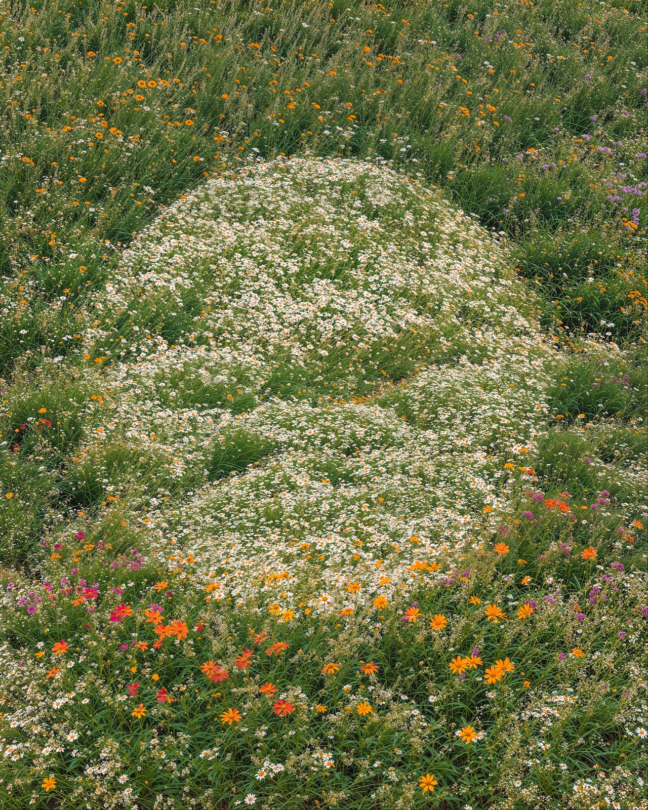 Field of Dreams - Sphere